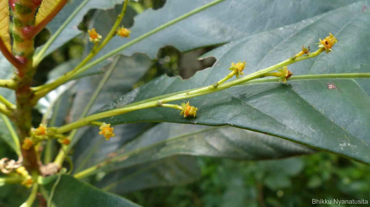 Agrostistachys borneensis Becc.